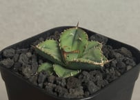 アガベ チタノタ 流星 CATEGORY アガベ チタノタ 流星 | RAFLUM / ラフラム｜東京