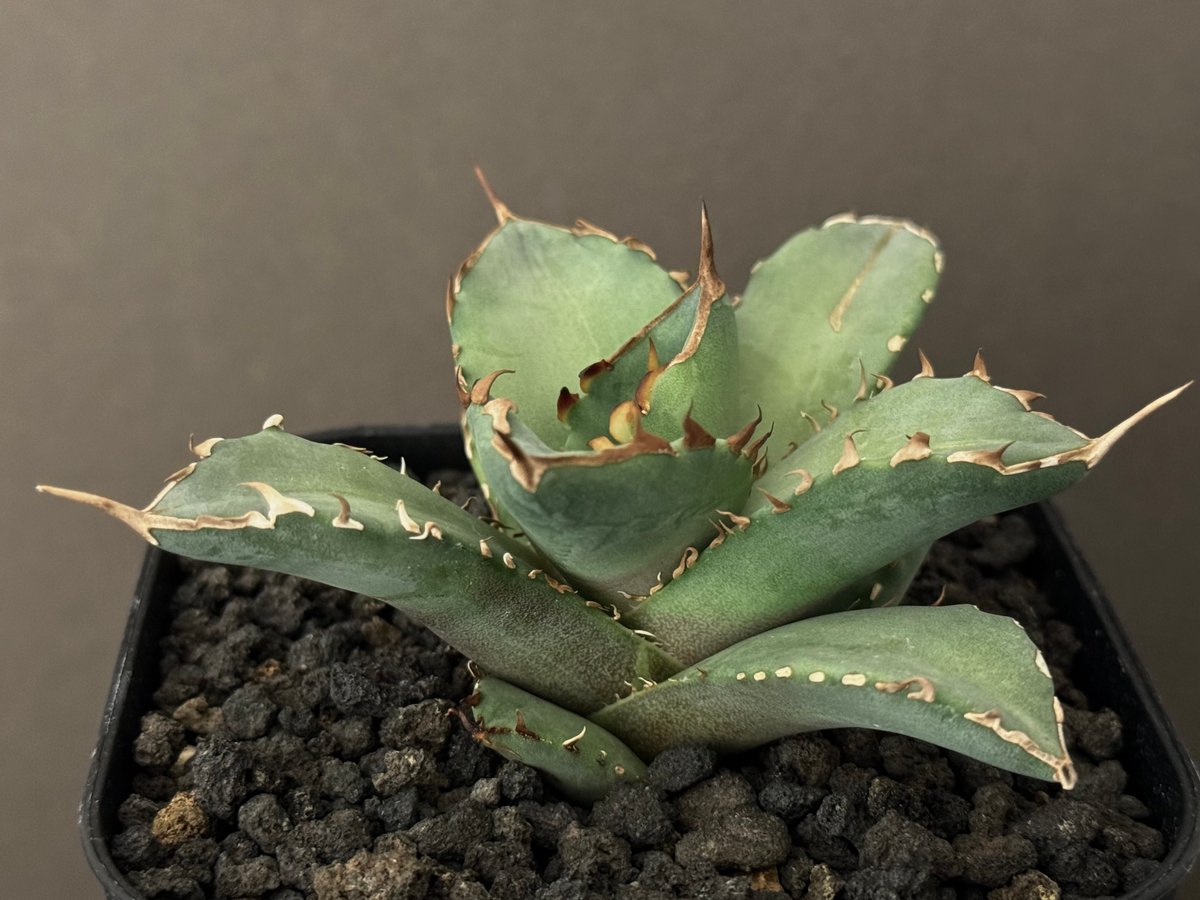 アガベ・チタノタ 阿修羅(芽)-015|Agave titanota ashura | Plu アガベ・チタノタ 阿修羅(芽)-015|Agave titanota ashura | Plu