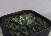 アガベ チタノタ NP003 中株 アガベ チタノタ NP003 中株 - メルカリ