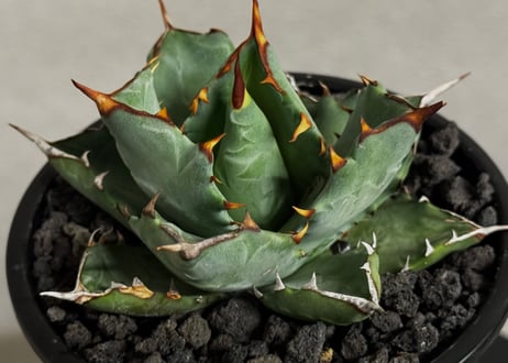 アガベ ハイブリッド・甲蟹×姫厳竜 (小株/実生)-004｜Agave hybrid isthmensis × titanota dwarf