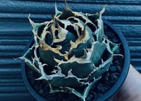 アガベ　チタノタ　白鯨　ボールタイプ　現品出品 fit=scale-down,w=1200