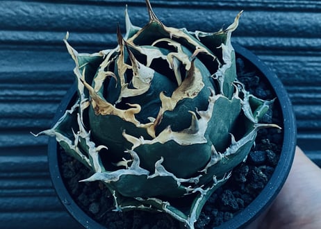 アガベ・チタノタ白鯨（ボールタイプ）中-018｜agave titanota white whale