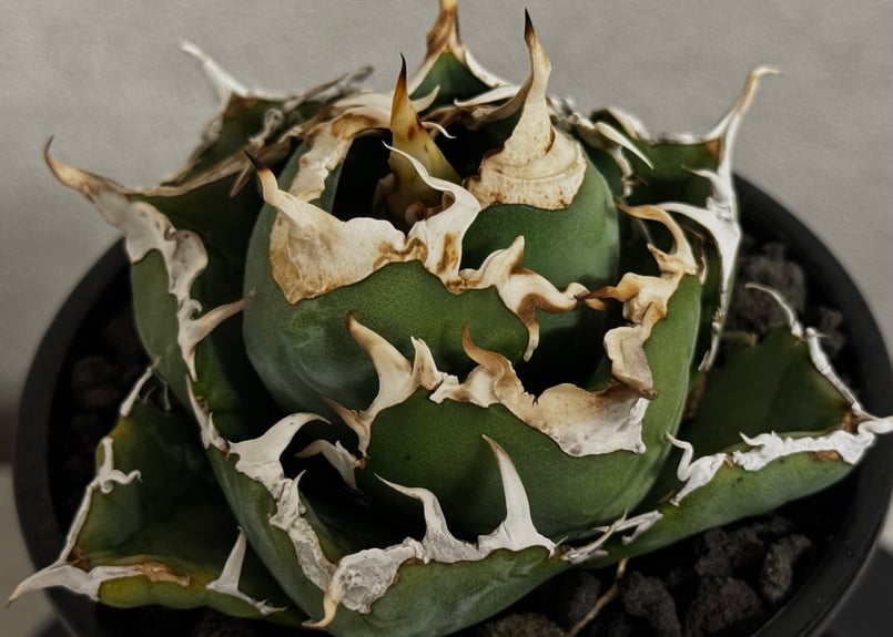 アガベ 白鯨　鋭棘　コンパクト アガベ・チタノタ白鯨（厳選コンパクト）-044｜agave titanota white wh