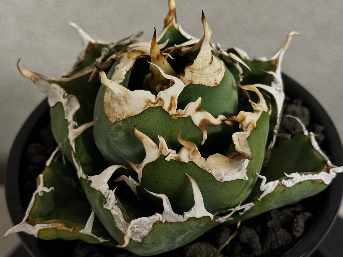 アガベ・チタノタ白鯨（厳選コンパクト）-044｜agave titanota white wh