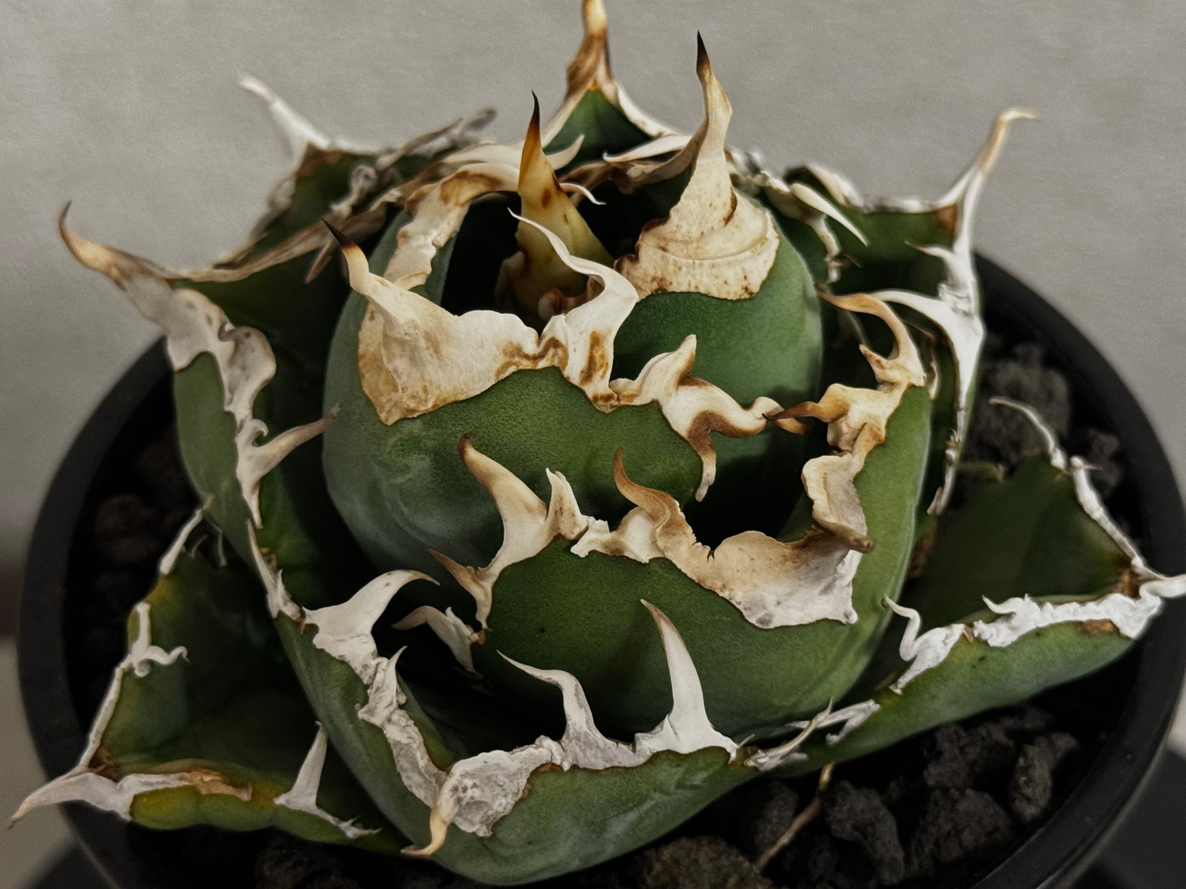 アガベ・チタノタ白鯨（厳選コンパクト）-044｜agave titanota white wh