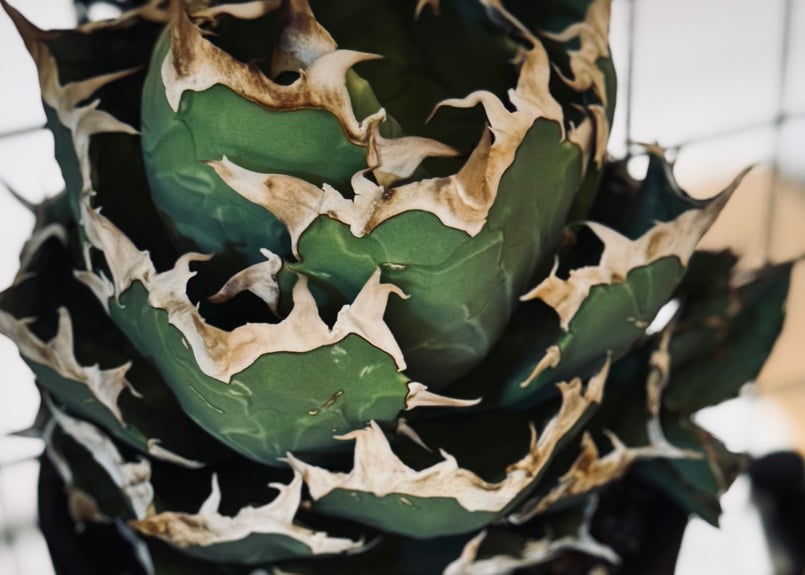 アガベ・チタノタ 螃蟹（芽）- 019｜agave titanota Crab | Plus_