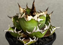 アガベ 鰐亀 特選株 B824【青田園芸】特選 多肉植物 アガベ agave チタノタ 鰐亀 強棘
