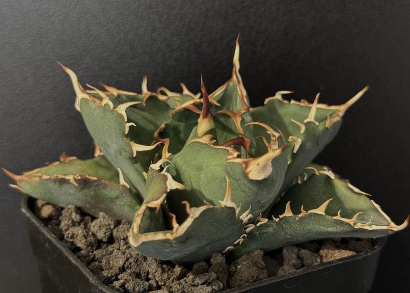 アガベ・チタノタ白鯨(小株)-080｜agave titanota white whale |