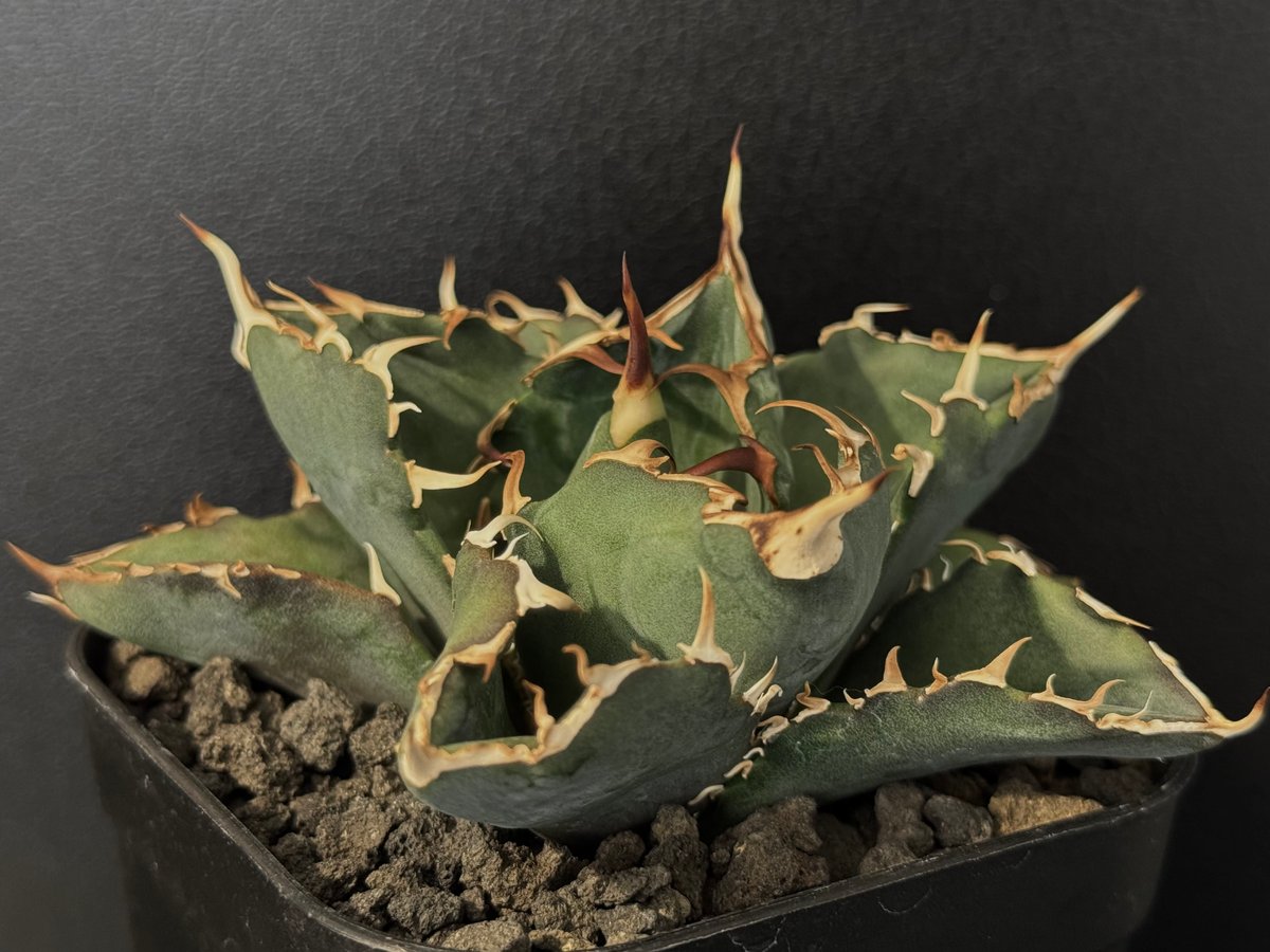 アガベ・チタノタ白鯨(小株)-080|agave titanota white whale | アガベ・チタノタ白鯨(小株)-080|agave titanota white whale |