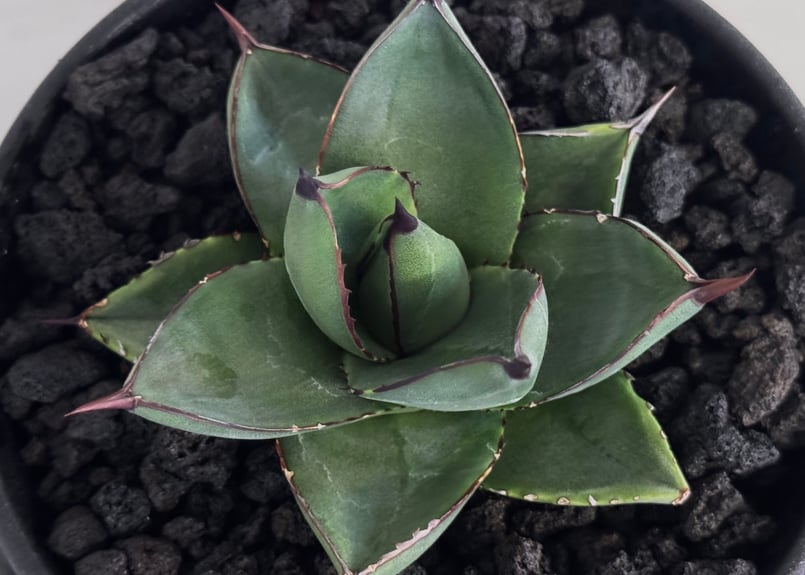 アガベ・笹の雪×イシスメンシス ハイブリッド（芽）-005｜ agave