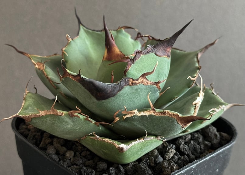 アガベ・チタノタ 黒豹（小株）-025｜agave titanota black