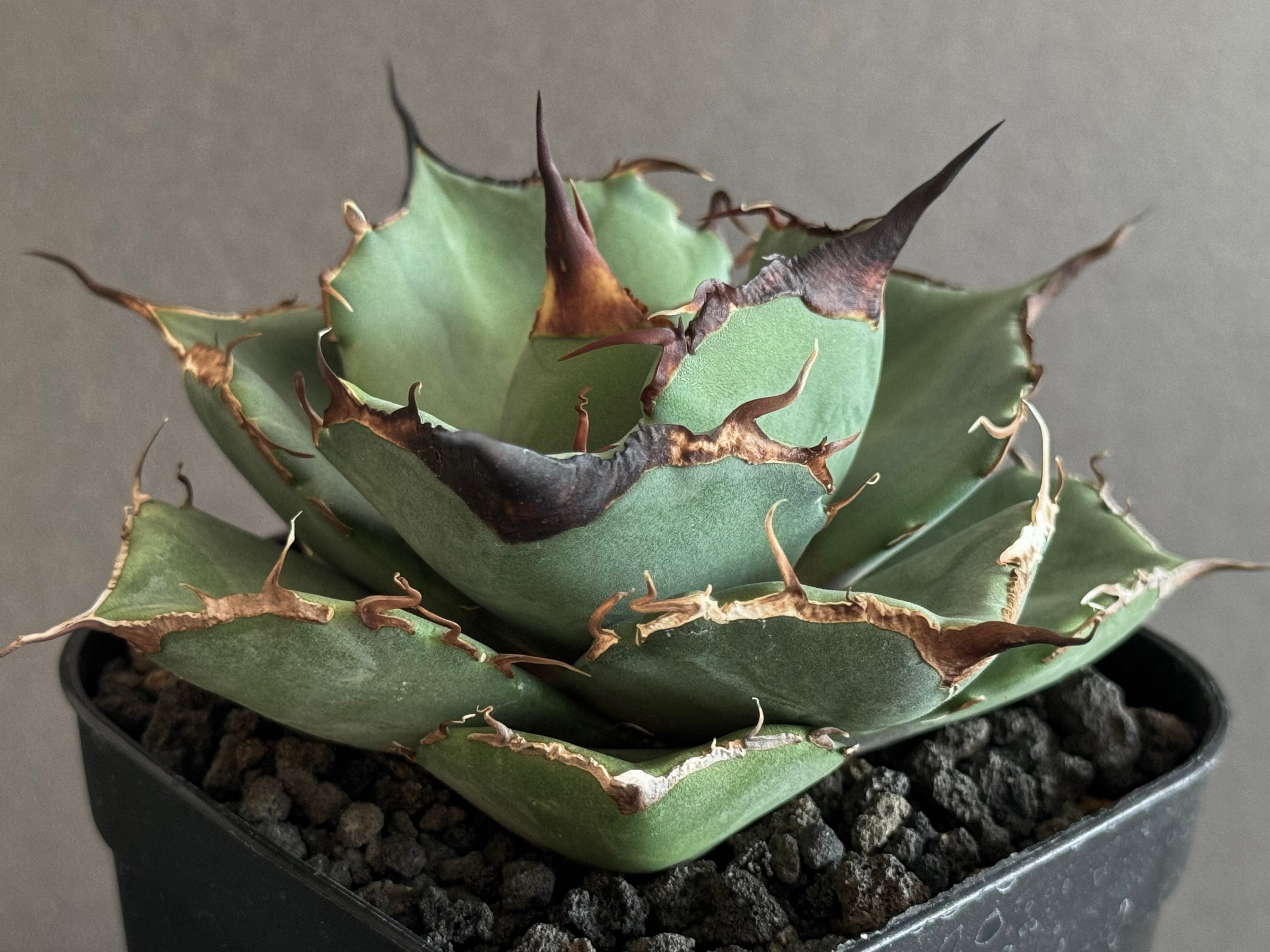 アガベ・チタノタ 黒豹（小株）-025｜agave titanota black panthe
