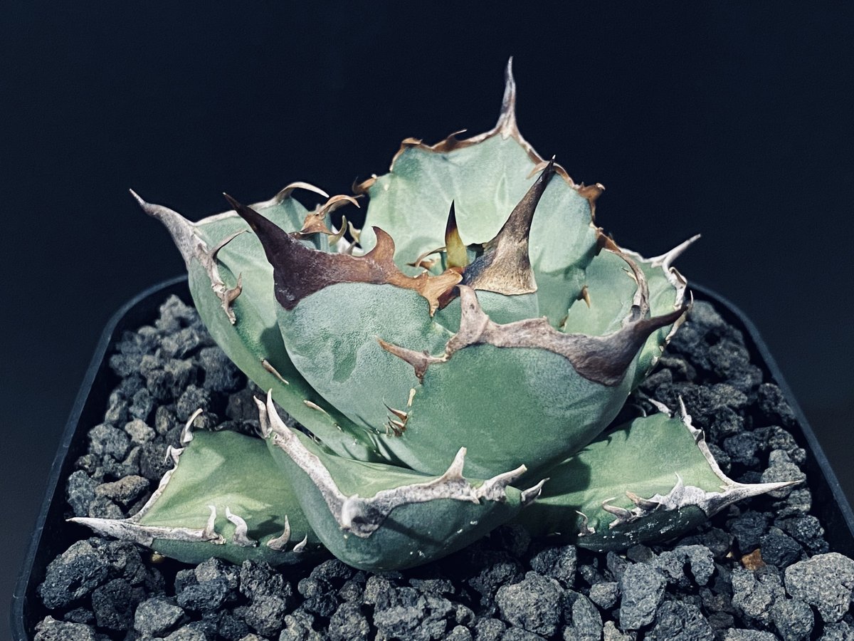 アガベ チタノタ　阿修羅　子株　オテロイ  agave titanota