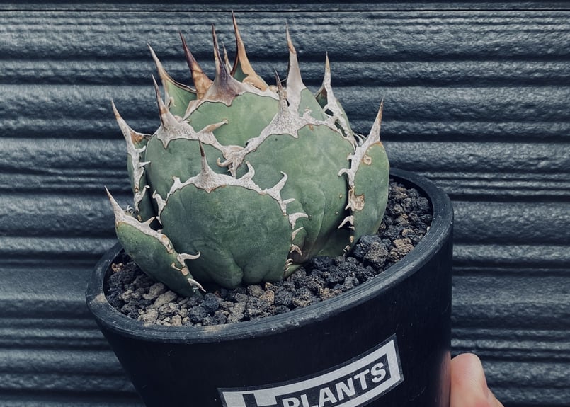 アガベ・チタノタ 烈焔（ボールタイプ）中-012｜agave titanota