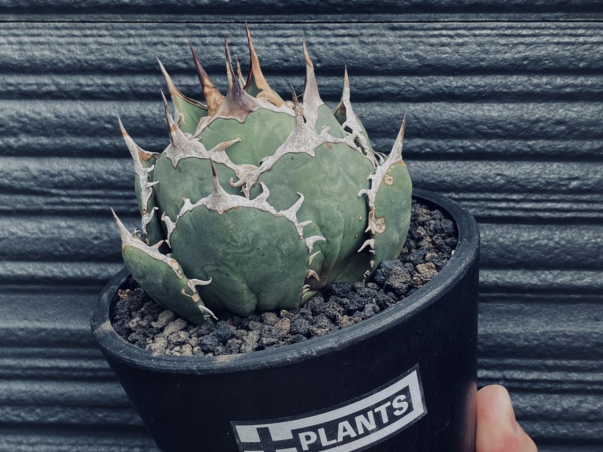 アガベ・チタノタ 烈焔（ボールタイプ）中-012｜agave titanota