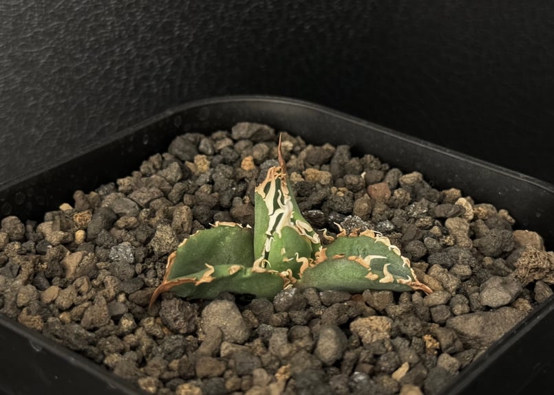 アガベ・チタノタ 隕石(ミーティアライト)-013|agave titanota アガベ・チタノタ 隕石(ミーティアライト)-013|agave titanota