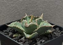 アガベ・チタノタ CJ-Special（芽）-006｜agave titanota CJ-Sp