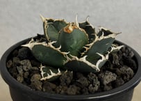◆厳選◆アガベ・チタノタ 狼人（小株）-040｜agave titanota were wolf