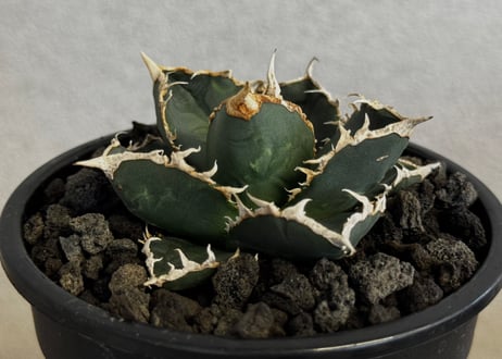 ◆厳選◆アガベ・チタノタ 狼人（小株）-040｜agave titanota were wolf