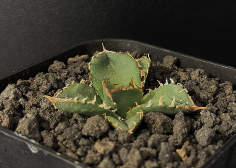 アガベ・チタノタ 鰐亀(芽)-029|agave titanota alligator sna アガベ・チタノタ 鰐亀(芽)-029|agave titanota alligator sna