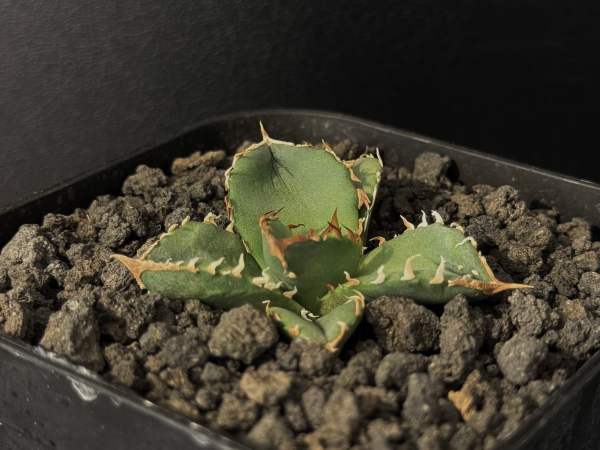 アガベ・チタノタ 鰐亀(芽)-029|agave titanota alligator sna アガベ・チタノタ 鰐亀(芽)-029|agave titanota alligator sna