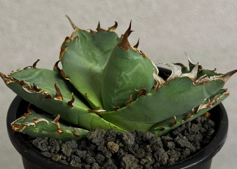 アガベ・チタノタ 螃蟹（芽）- 019｜agave titanota Crab | Plus_