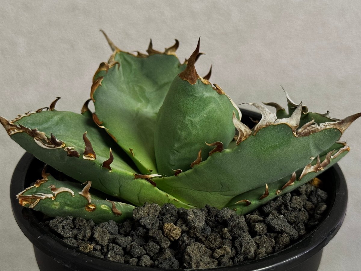 AGAVE TITANOTA 蟹 Agave Titanota螃蟹 発根済み 台湾産 | WHNURSERY