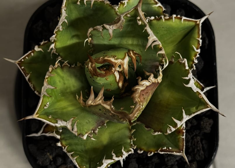 アガベ・チタノタ 蒼龍(小株)-005｜agave titanota blue dragon