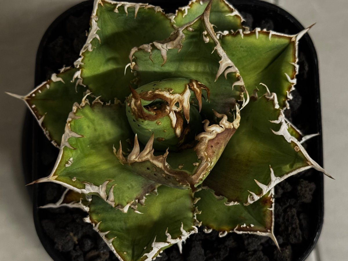 アガベ・チタノタ 蒼龍(小株)-005｜agave titanota blue dragon