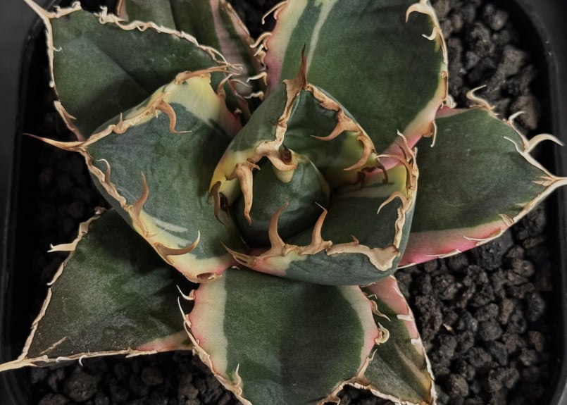 アガベ　白鯨　親株　大株　低重心 白鯨 アガベ チタノタ ボール 親株 Agave titanota “福建白鯨