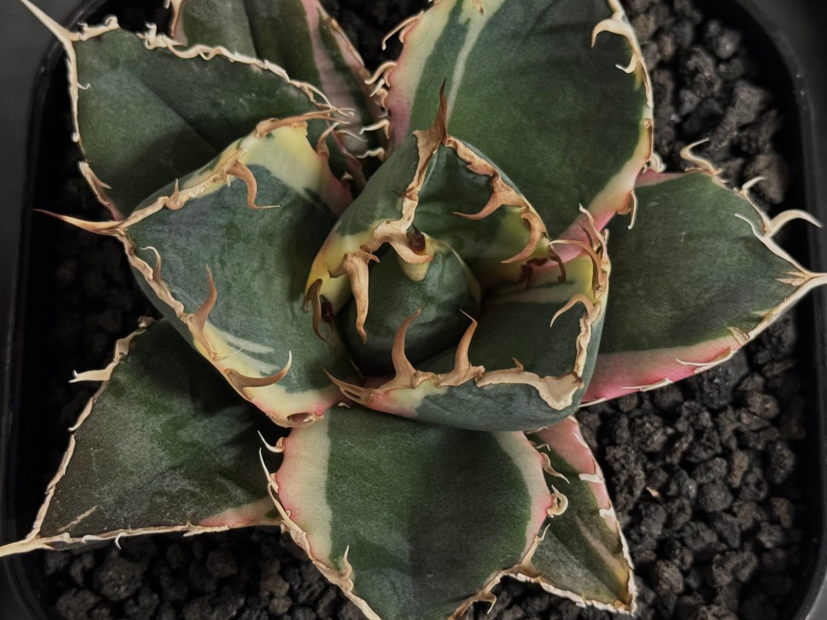 アガベ　チタノタ　カビゴン　白覆輪斑　5-604 アガベ チタノタ 