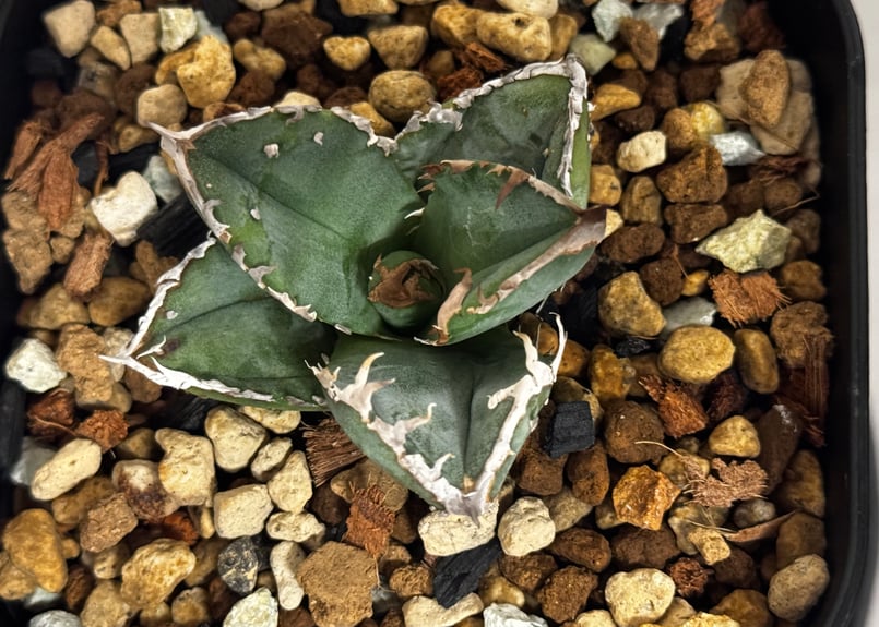 アガベ・チタノタ ハンスのぶつぶつ（芽）-004｜agave titanota Hanes n