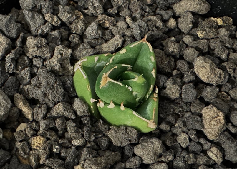 ア*ン様 アガベ Dennis 達磨 子株 Agave Titanota DAR ア*ン様 アガベ Dennis 達磨 子株 Agave Titanota DAR