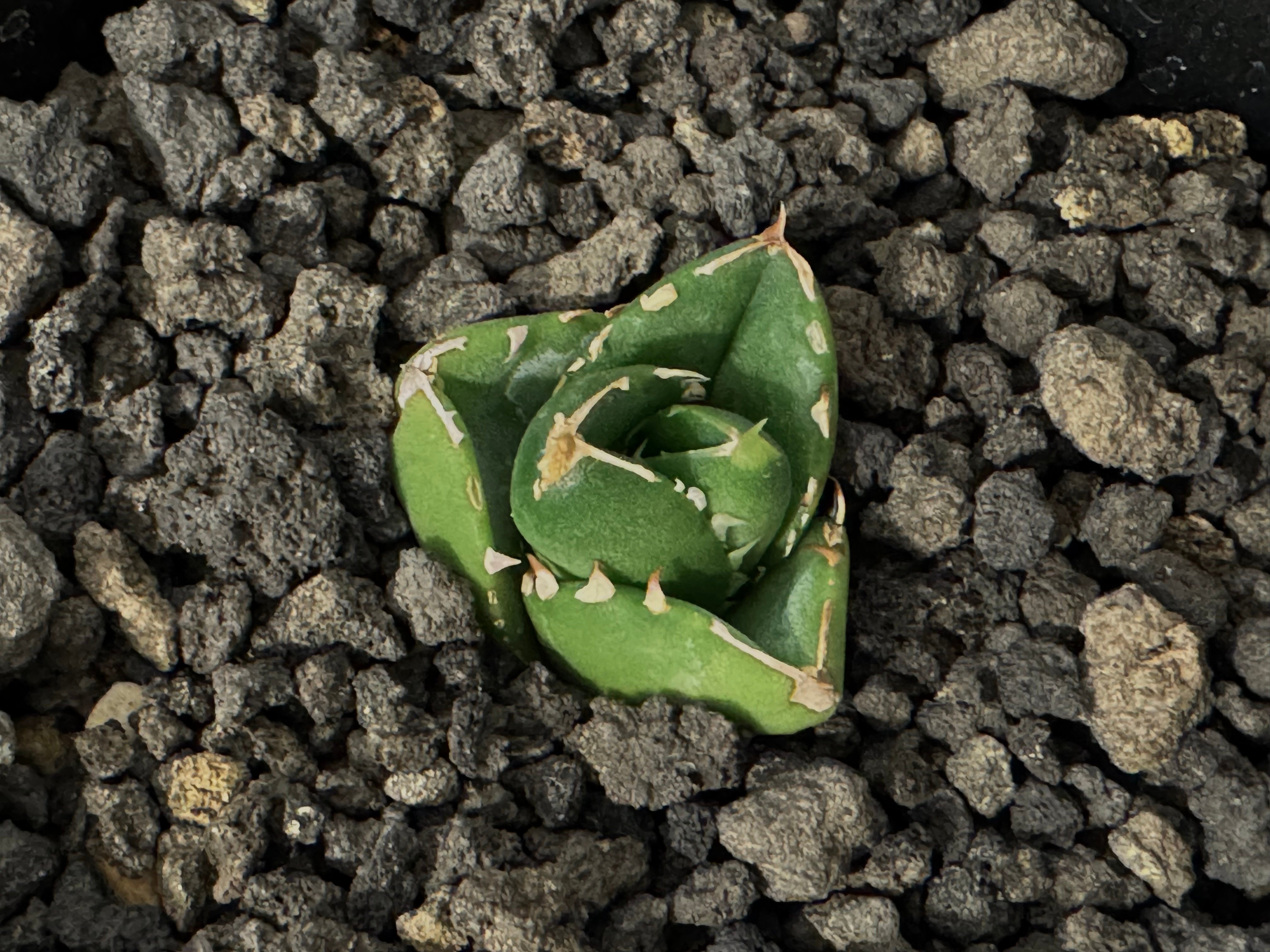 Agave Titanota DARUMA アガベ チタノタ 達磨 original