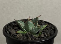 アガベ ハイブリッド・甲蟹×妖炎 (小株/実生)-003｜Agave hybrid isthmensis × utahensis var. eborispina