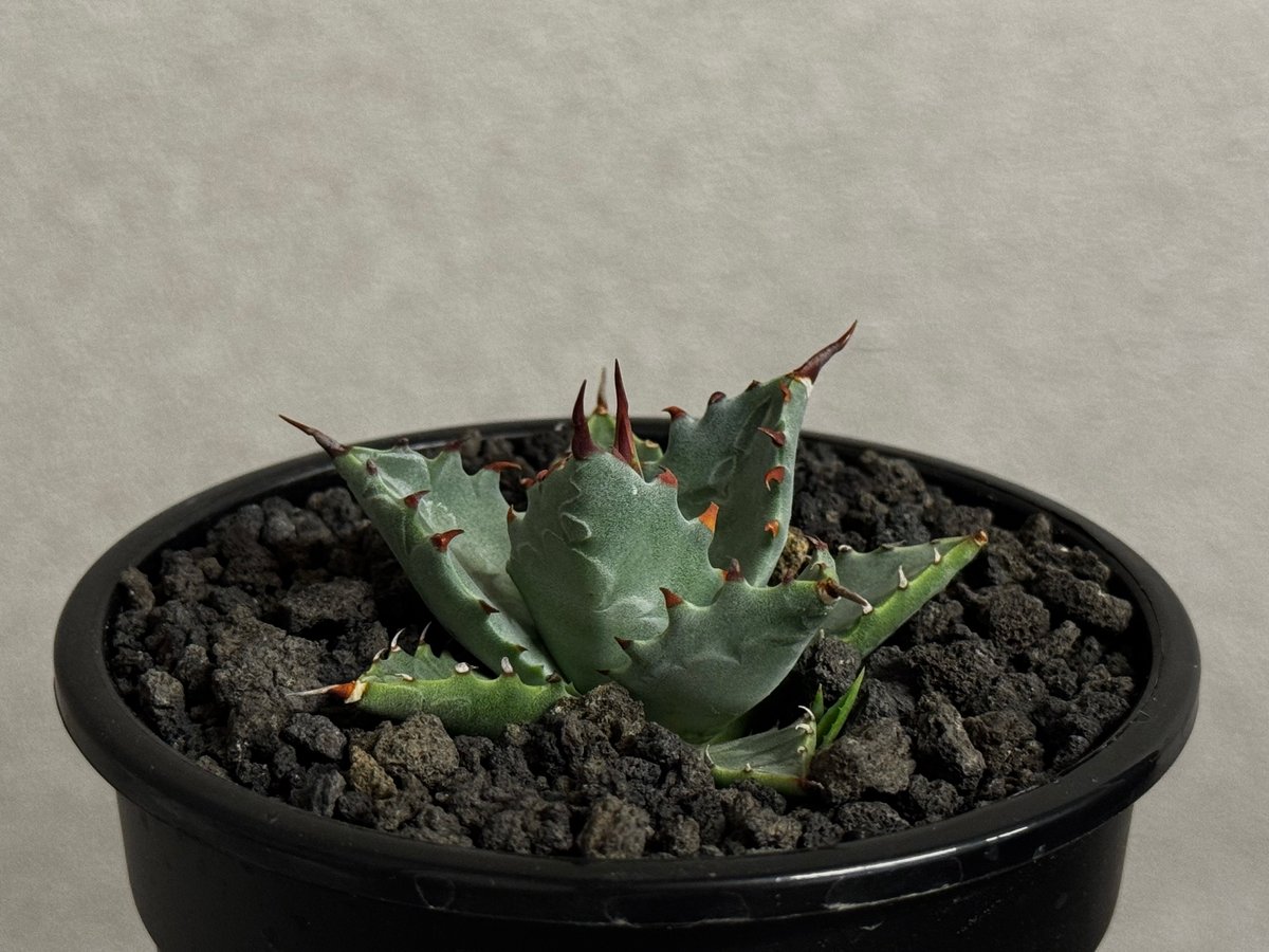 アガベ ハイブリッド・甲蟹×妖炎 (小株/実生)-003｜Agave hybrid isthm