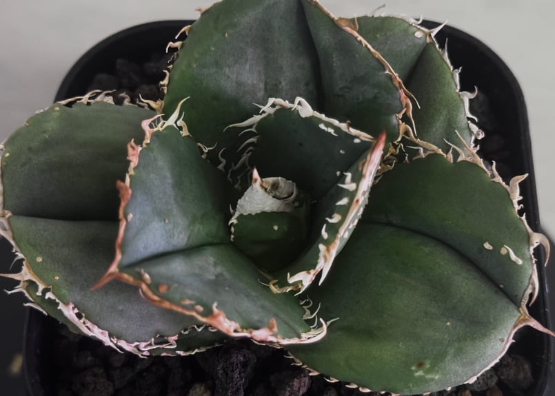 アガベ・チタノタ 蚩尤（芽）-008｜agave titanota chiyou | Plus