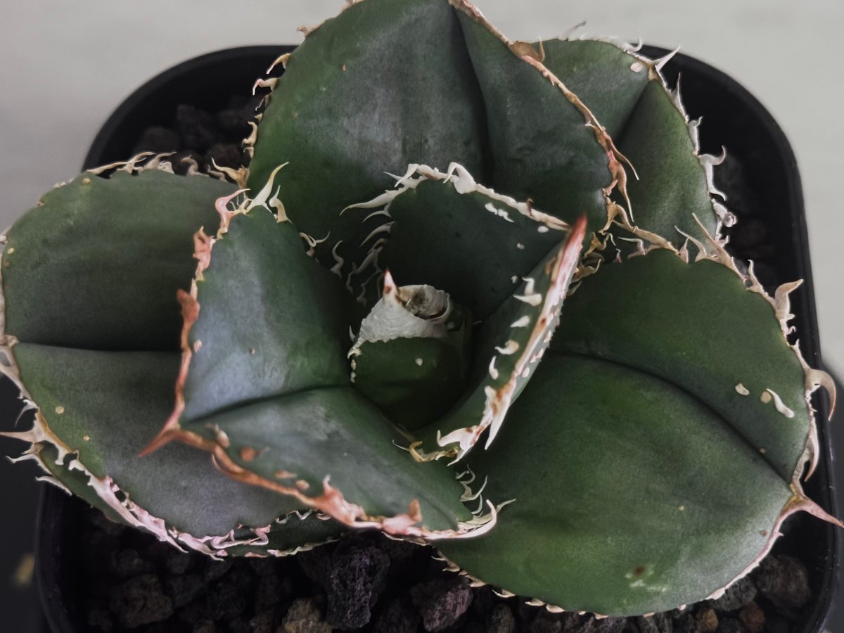 アガベ・チタノタ 蚩尤（芽）-008｜agave titanota chiyou | Plus