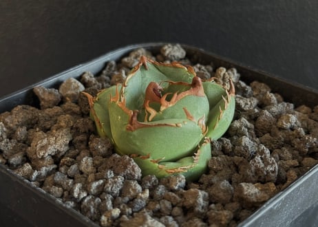 アガベ チタノタ no name(子株付き) Yahoo!オークション