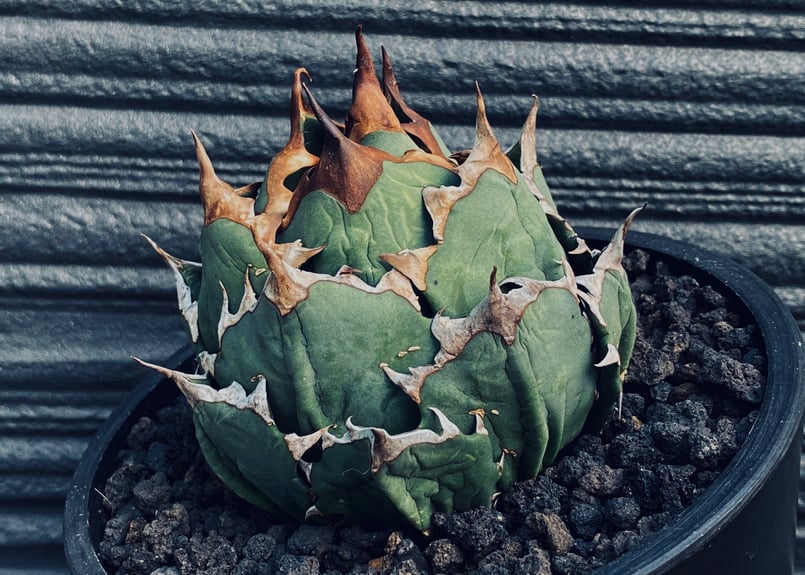 アガベ チタノタ　姫厳竜 アガベ チタノタ 姫厳竜 / Agave titanota 'Dwarf' | Ducks (