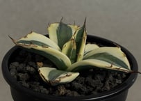 アガベ　チタノタ　鳳凰　良血統 Agave_titanota_houou_01.jpg