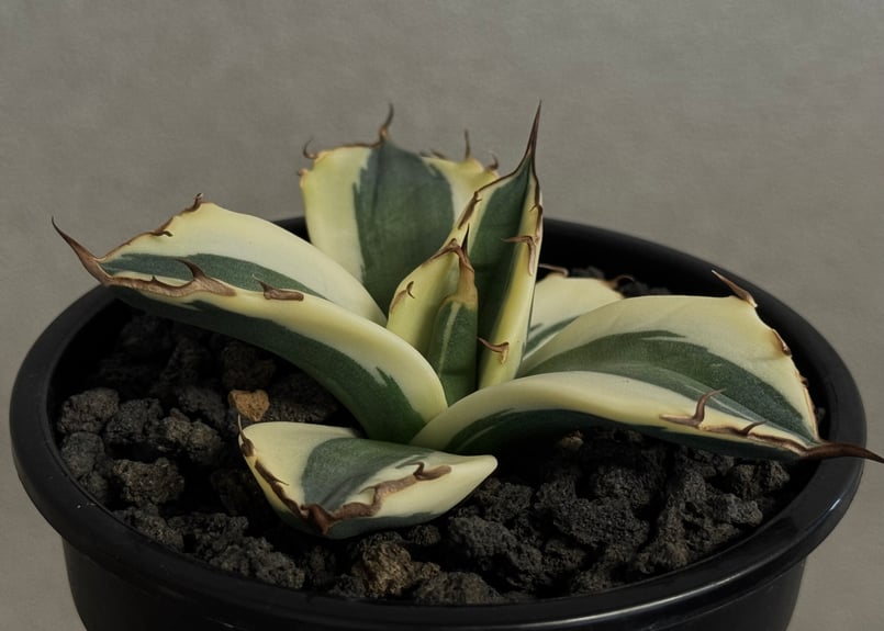 アガベ・チタノタ スナグルトゥース(芽/Lize血統)-009|agave アガベ・チタノタ スナグルトゥース(芽/Lize血統)-009|agave
