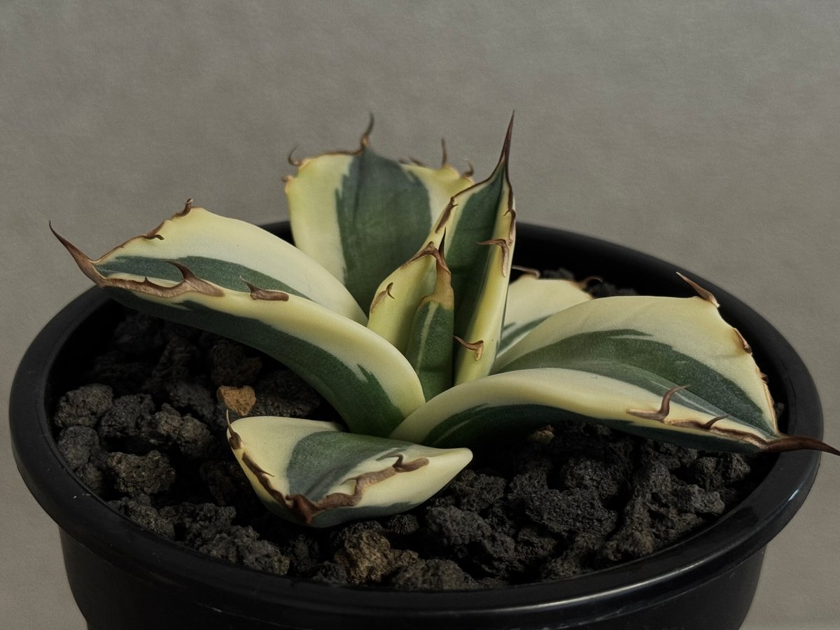 アガベ・チタノタ スナグルトゥース（芽／Lize血統）-009｜agave