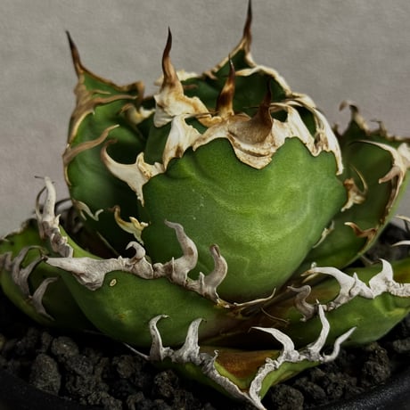 アガベシーザー | STORES