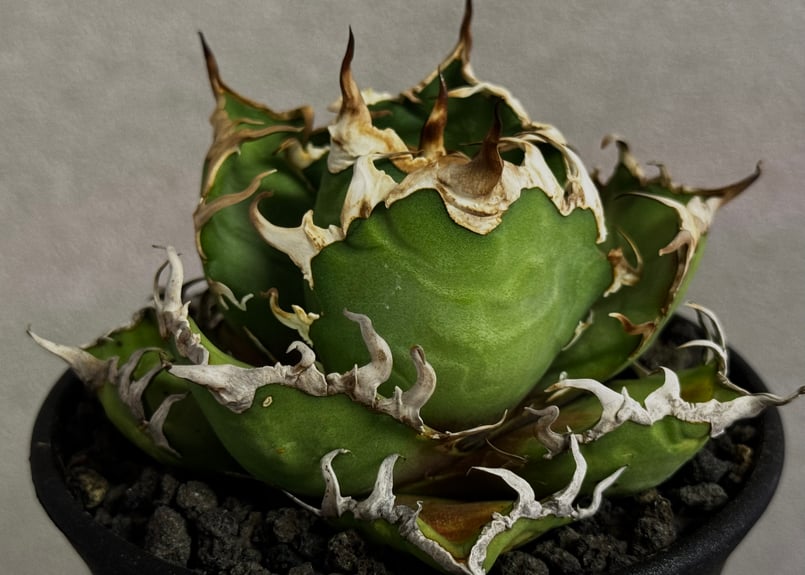 アガベ シーザー　凱撒 アガベ・チタノタ シーザー/凱撒（小株）-059｜agave titanota caesar