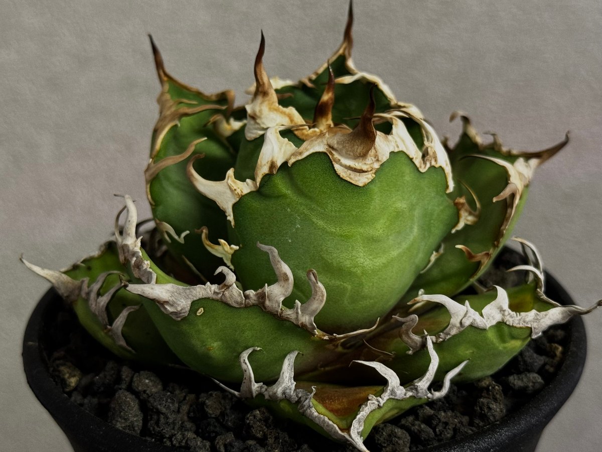 アガベ チタノタ シーザー 親株 コレクション株 凱撒 アガベ・チタノタ シーザー/凱撒（小株）-059｜agave titanota caesar