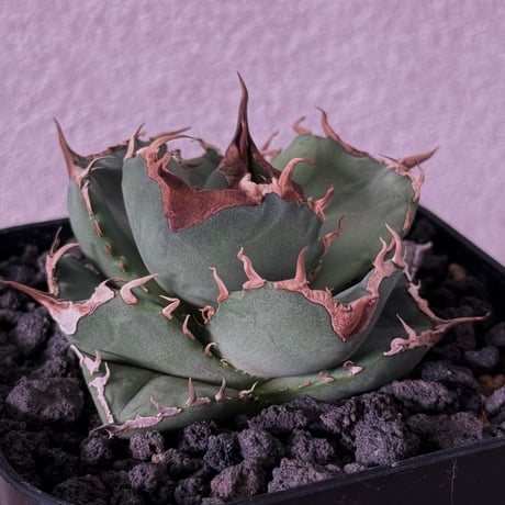 アガベ　チタノタ　白妖 アガベ チタノタ 