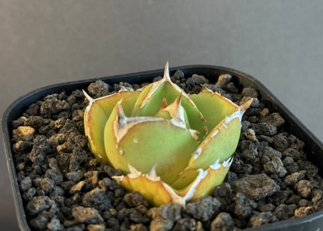 アガベ・チタノタ 達磨(小株)-004｜agave titanota DARUMA