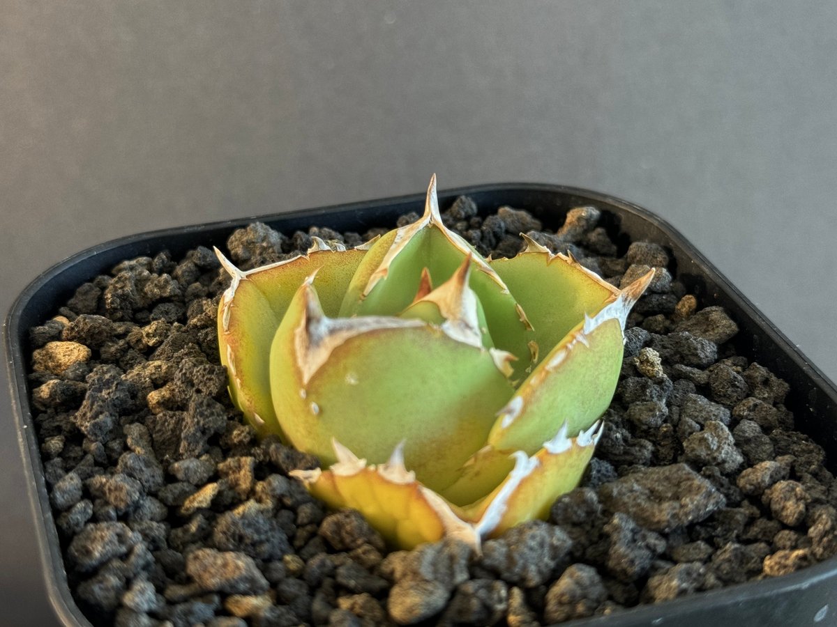 アガベ Dennis 達磨 子株 Agave Titanota DARUMA アガベ Dennis 達磨 子株 Agave Titanota DARUMA