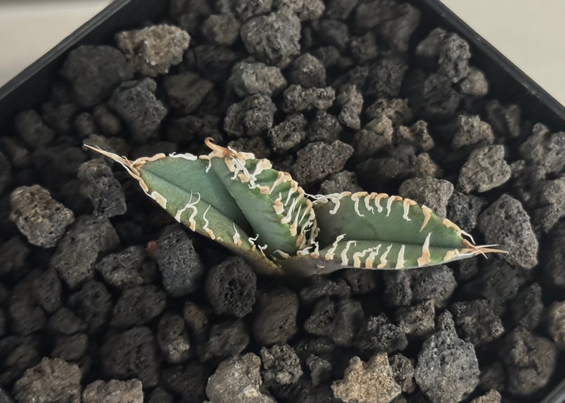 アガベ・チタノタ 白幽霊（芽）-008｜agave titanota white ghost